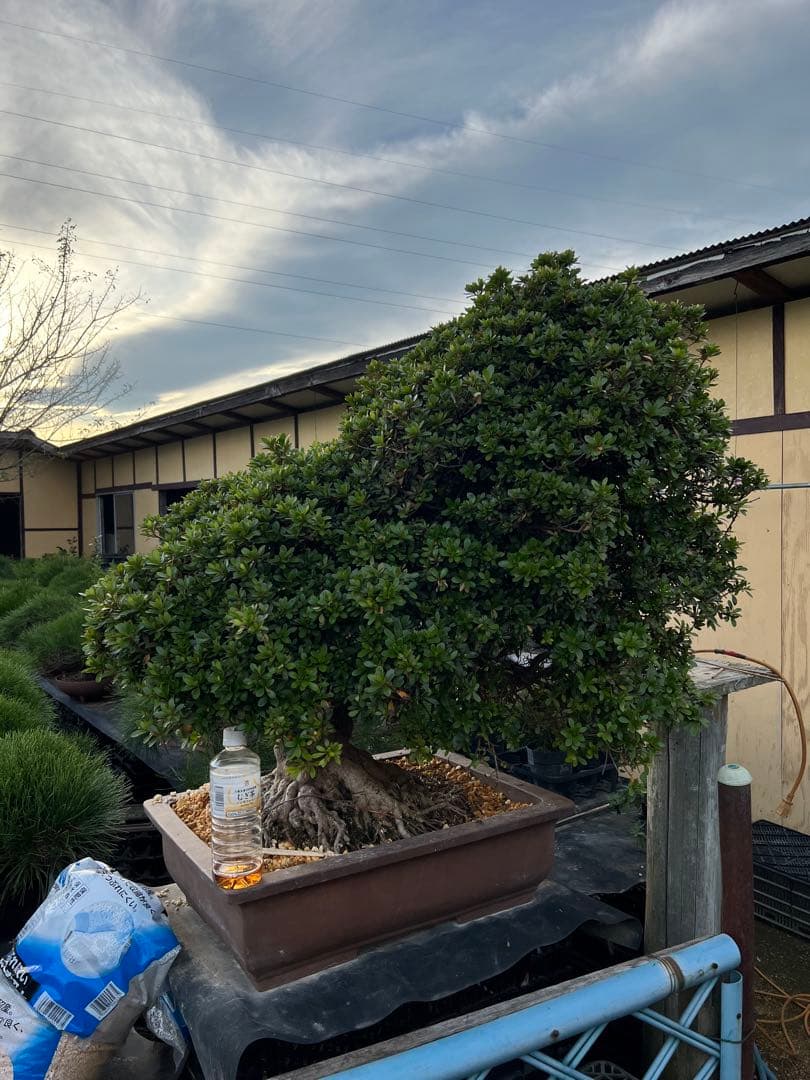 初売りセール　皐月　さつき　サツキ　盆栽　大品　若恵比須