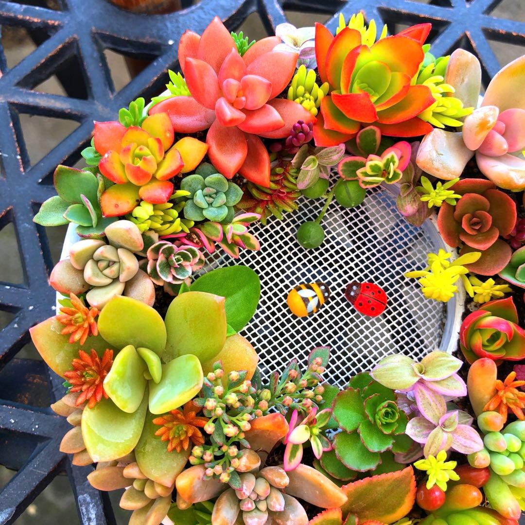 マロン様確認用　そのまま飾れる多肉植物寄せ植え　リース　管理書付