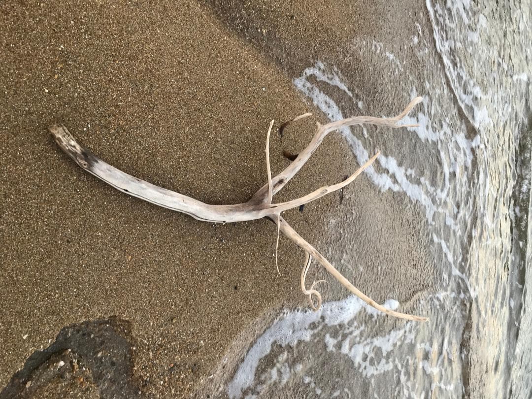 流木(瀬戸内海)