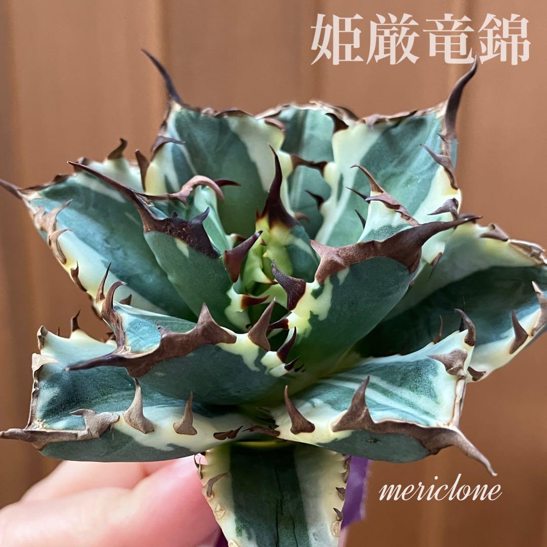 G*n様 【週末オークション】③選抜　子株2つ付き　アガべ　姫厳竜錦　覆輪斑　T