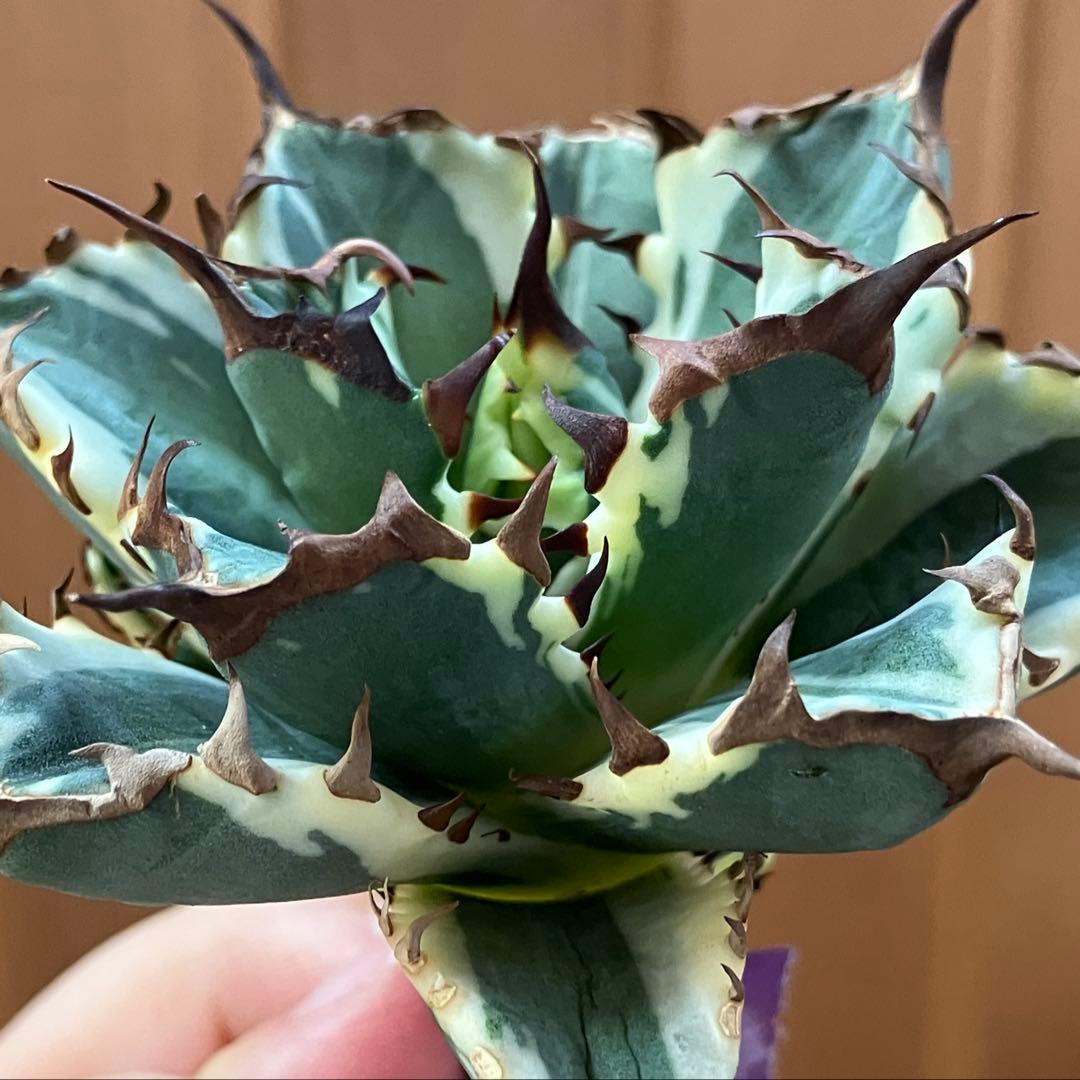 G*n様 【週末オークション】③選抜　子株2つ付き　アガべ　姫厳竜錦　覆輪斑　T