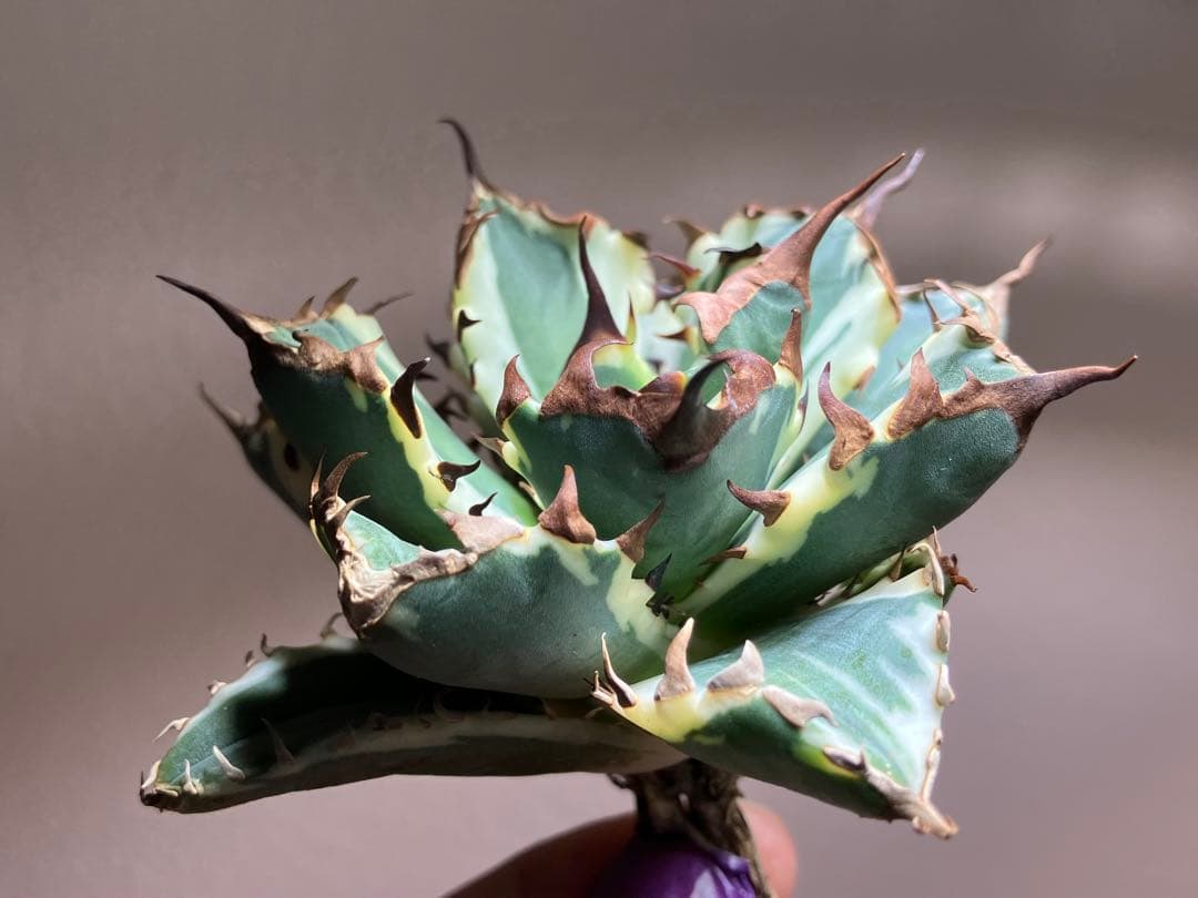 G*n様 【週末オークション】③選抜　子株2つ付き　アガべ　姫厳竜錦　覆輪斑　T