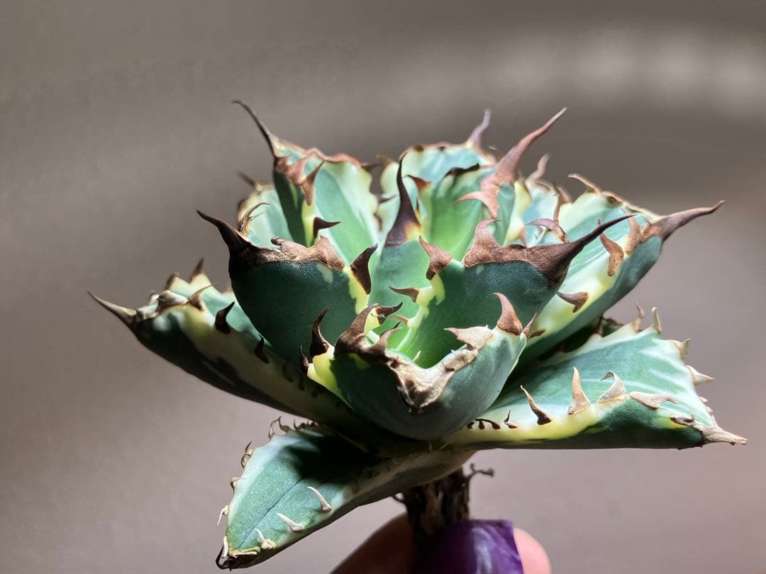 G*n様 【週末オークション】③選抜　子株2つ付き　アガべ　姫厳竜錦　覆輪斑　T