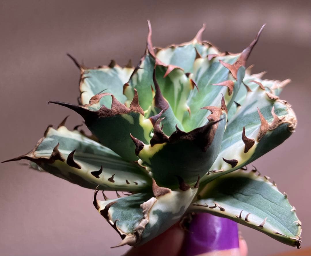 G*n様 【週末オークション】③選抜　子株2つ付き　アガべ　姫厳竜錦　覆輪斑　T