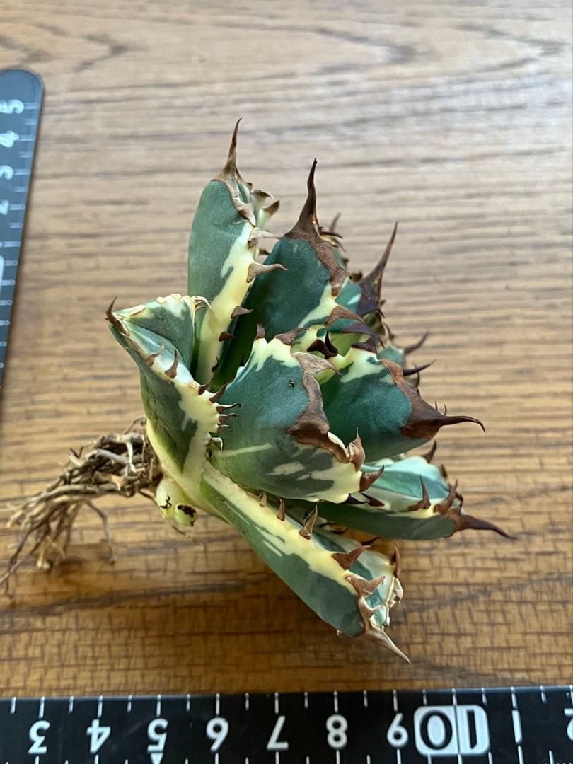 G*n様 【週末オークション】③選抜　子株2つ付き　アガべ　姫厳竜錦　覆輪斑　T
