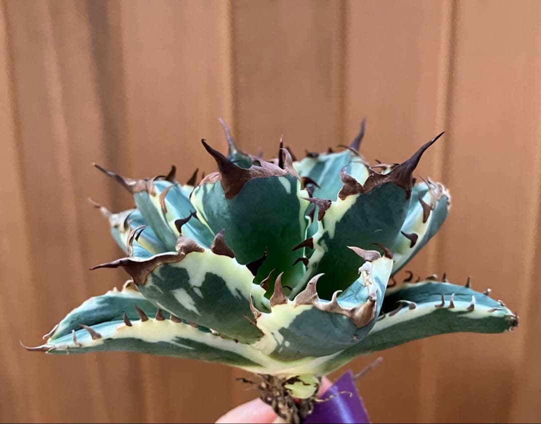 G*n様 【週末オークション】③選抜　子株2つ付き　アガべ　姫厳竜錦　覆輪斑　T