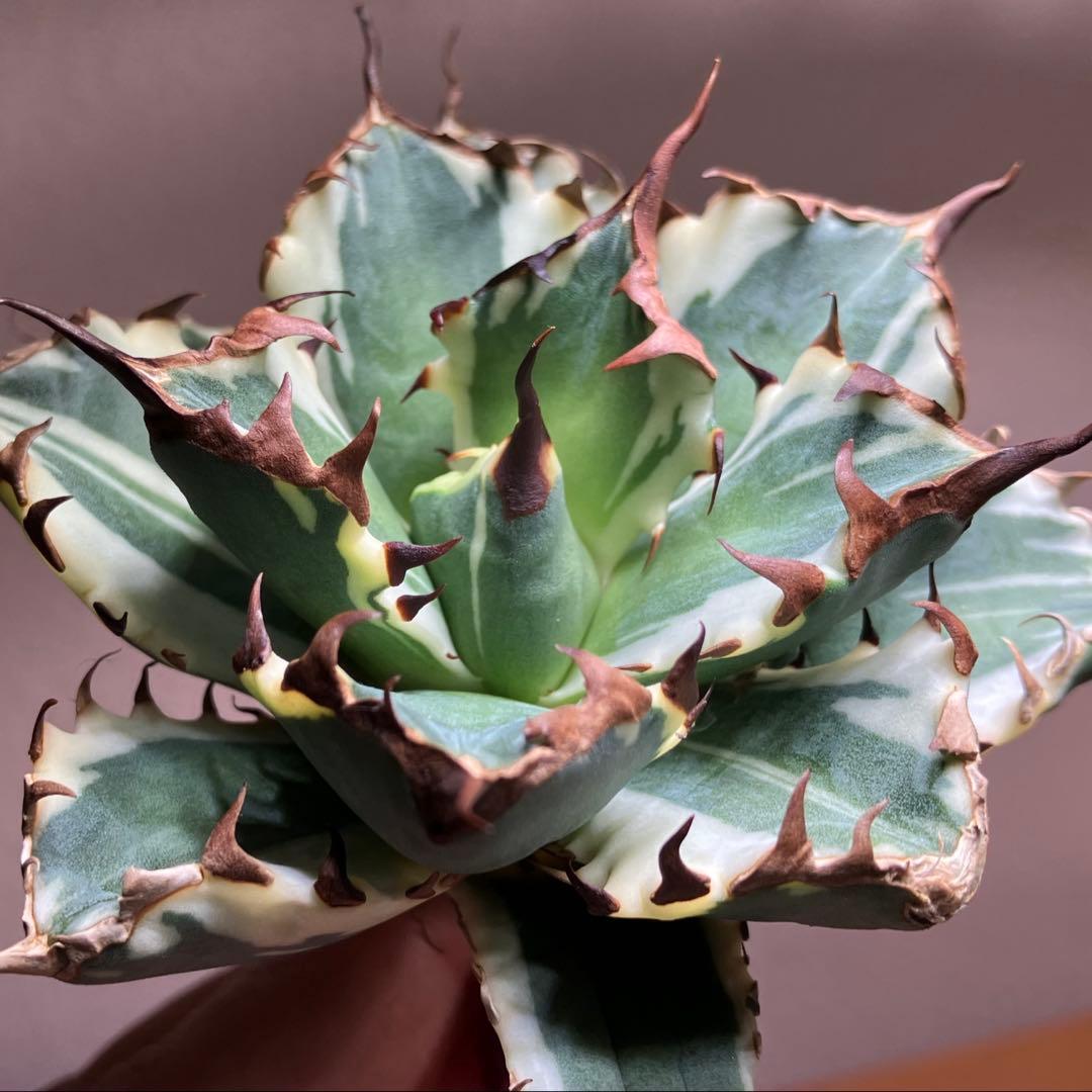 G*n様 【週末オークション】③選抜　子株2つ付き　アガべ　姫厳竜錦　覆輪斑　T