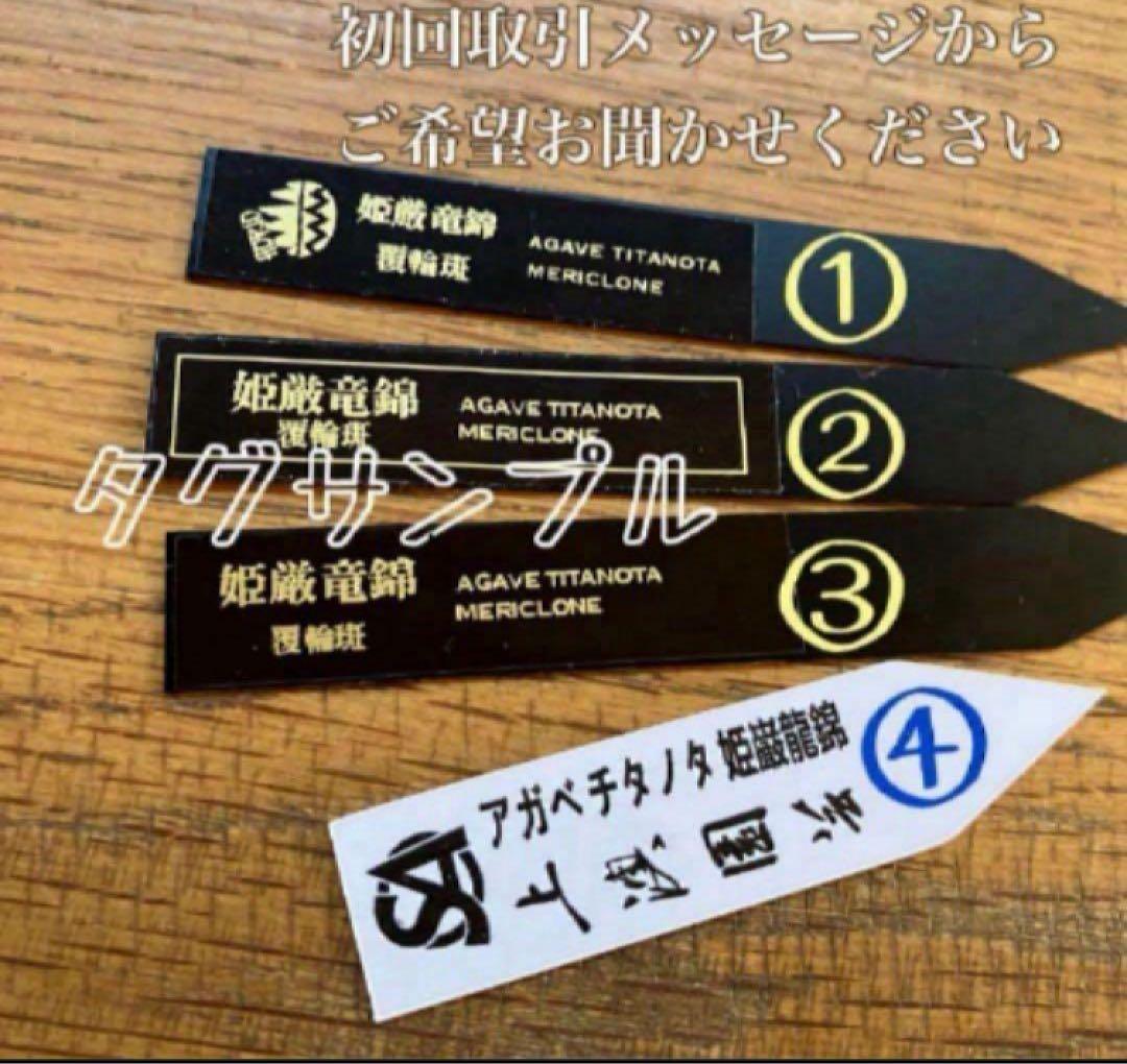 G*n様 【週末オークション】③選抜　子株2つ付き　アガべ　姫厳竜錦　覆輪斑　T