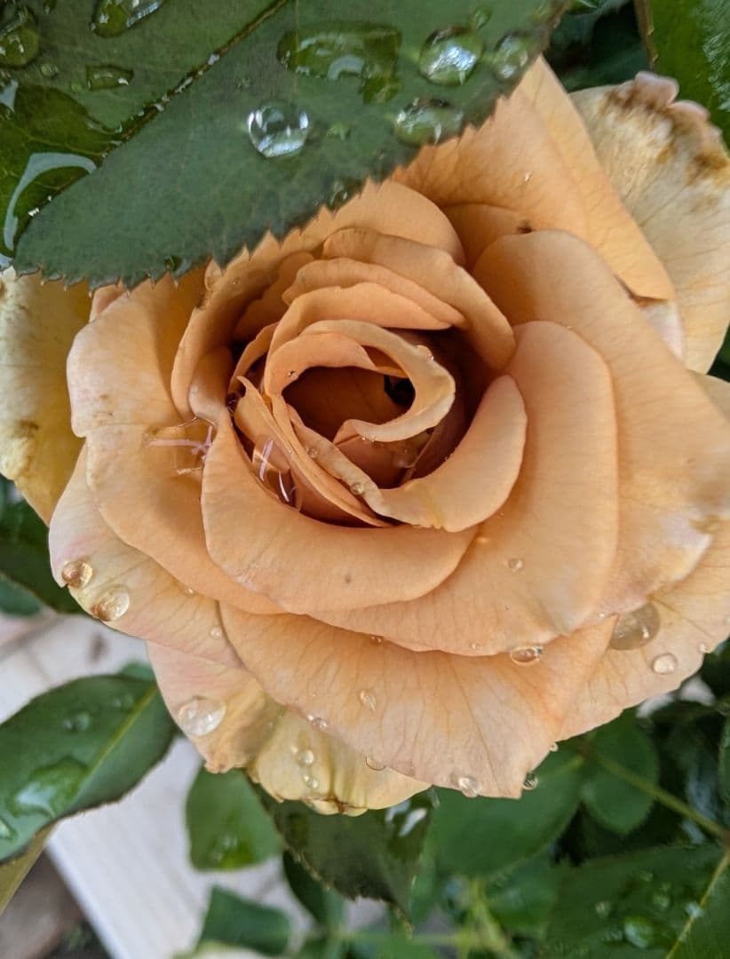 47 こちらはご予約です ブラウン バラ苗 バラ挿し木苗