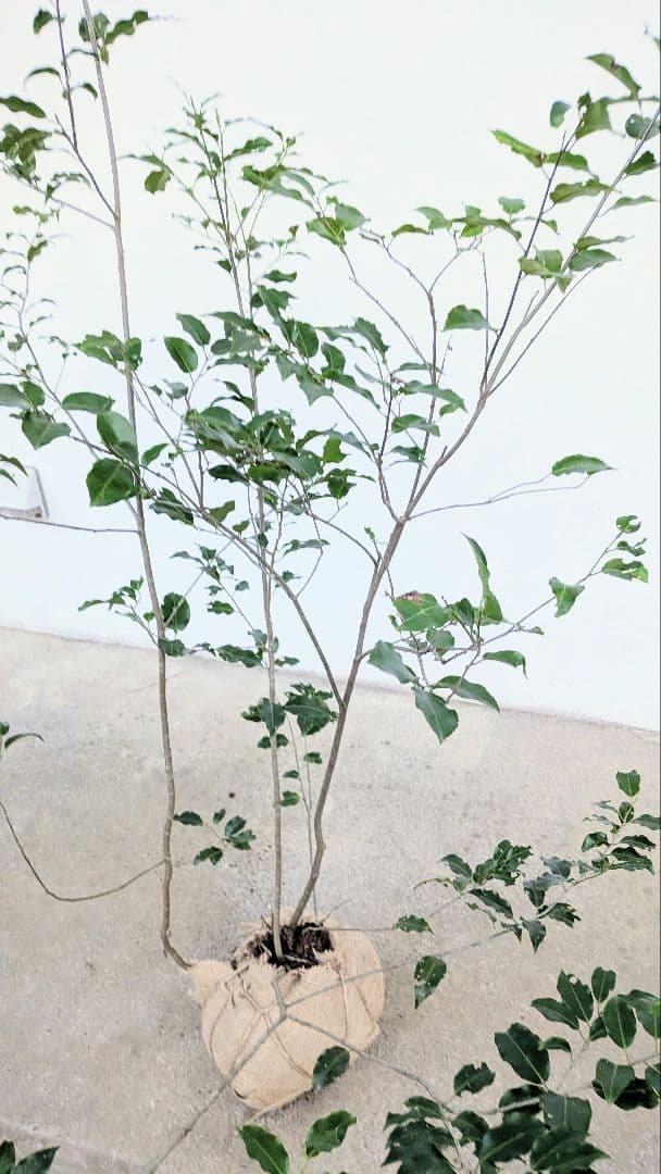 山採りソヨゴ。