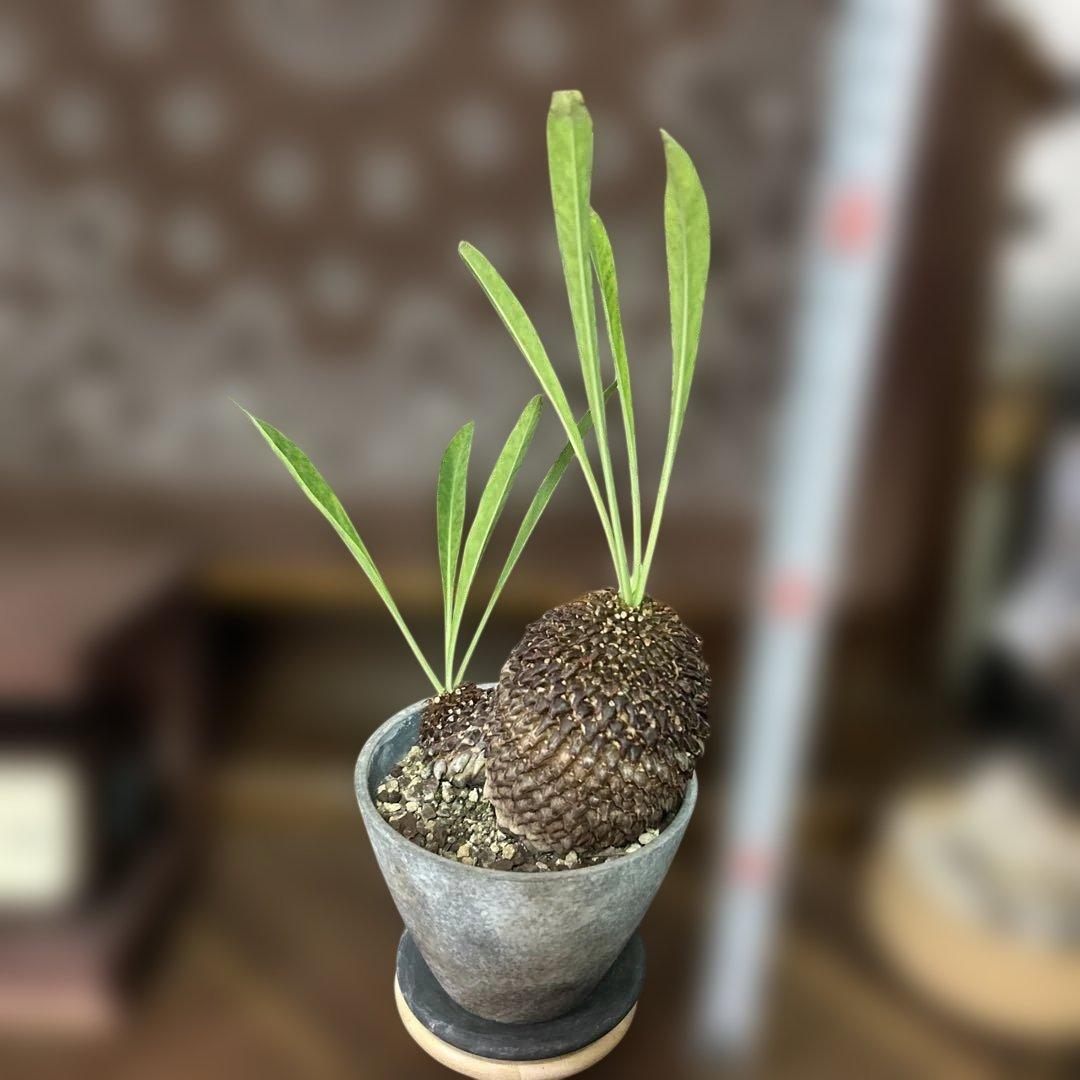 ユーフォルビア 鉄甲丸