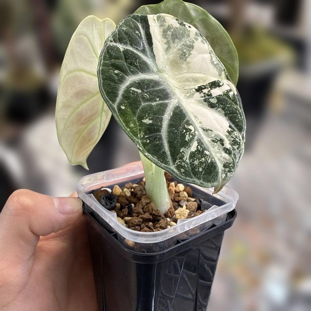 アロカシア ニンジャ ピュアアルボ