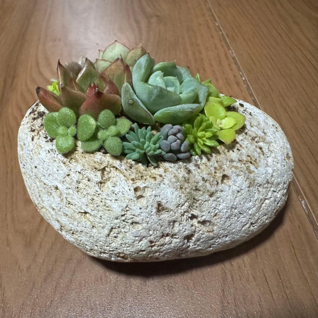 多肉植物 寄せ植え 軽石鉢 エケベリア セダム ネルソル なし