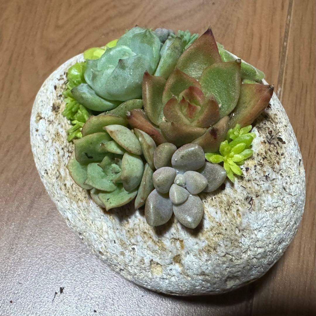 多肉植物 寄せ植え 軽石鉢 エケベリア セダム ネルソル なし