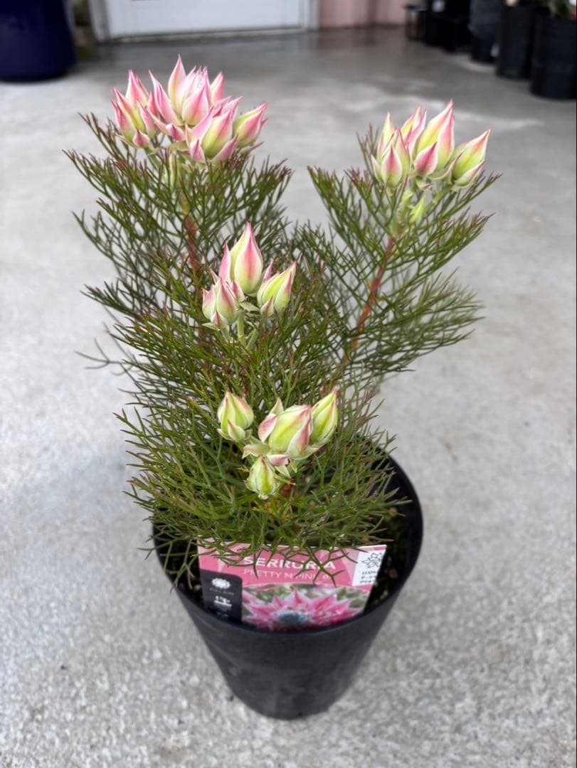 ジョーイセルリアプリティインピンク　1