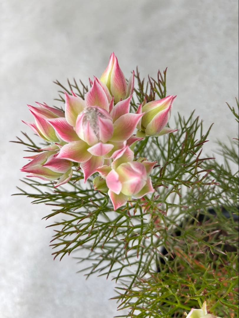 ジョーイセルリアプリティインピンク　1