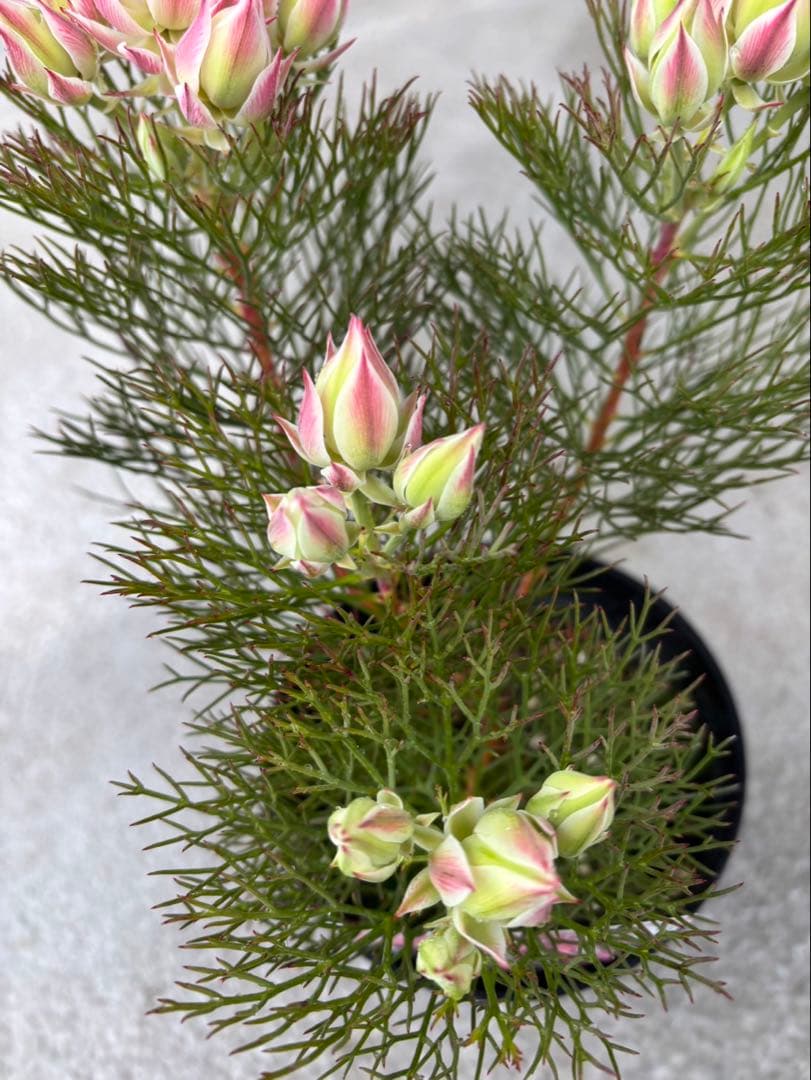 ジョーイセルリアプリティインピンク　1