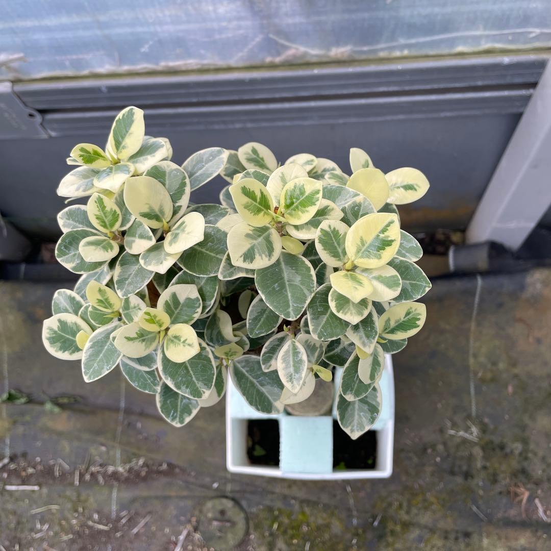 パンダガジュマル　斑入り　接木　6号鉢