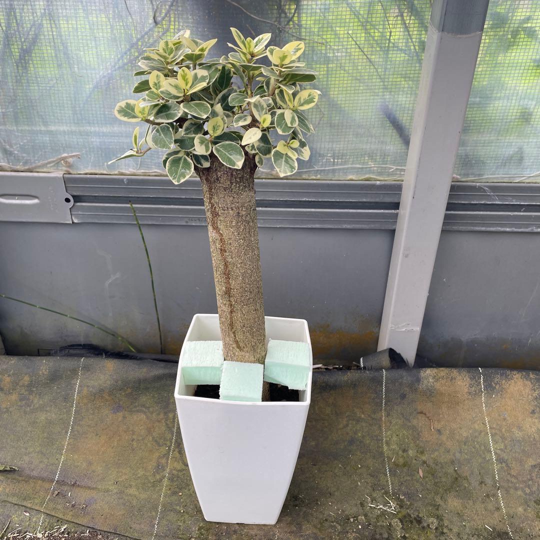 パンダガジュマル　斑入り　接木　6号鉢