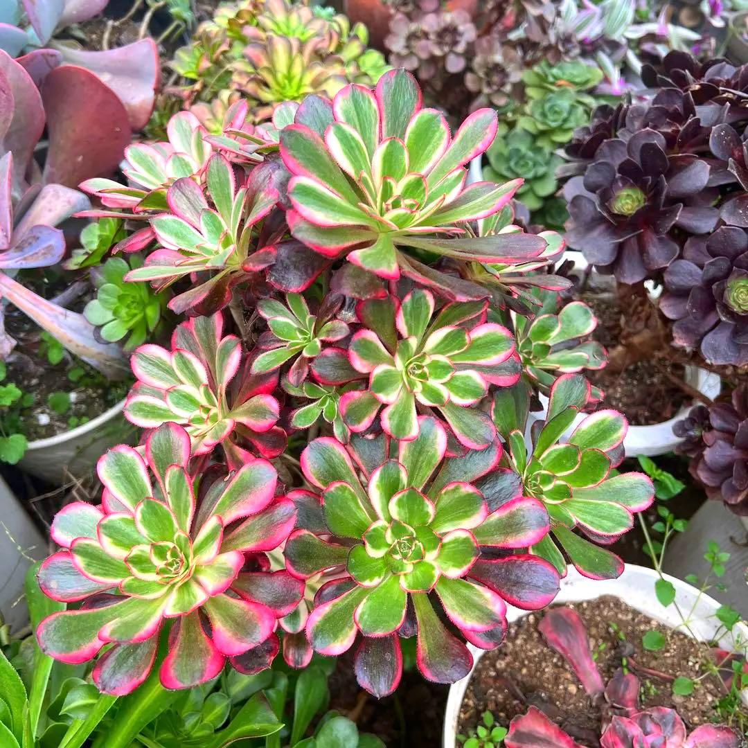 多肉植物。抜き苗。シャネル法師錦