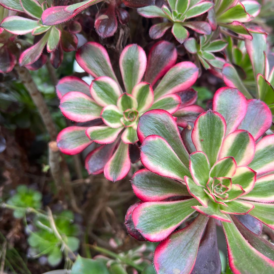 多肉植物。抜き苗。シャネル法師錦