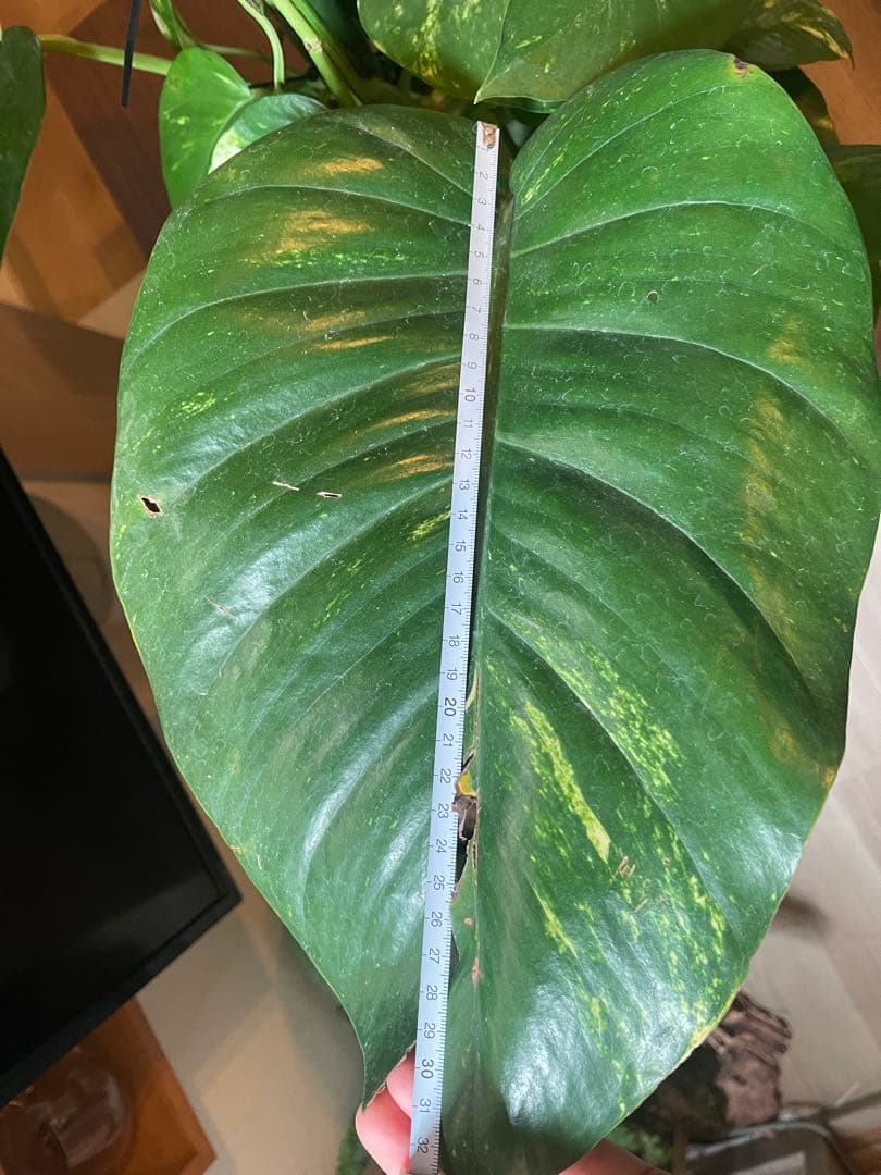 葉サイズ30cm超え　ポトスグランデ　7号鉢