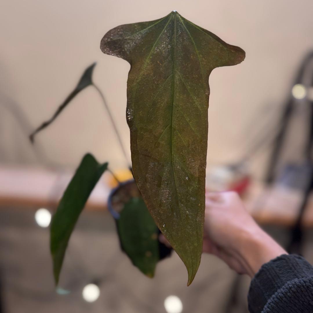 10 アンスリウム　ポルティラエ×パピリラミナムRL オープンサイナス