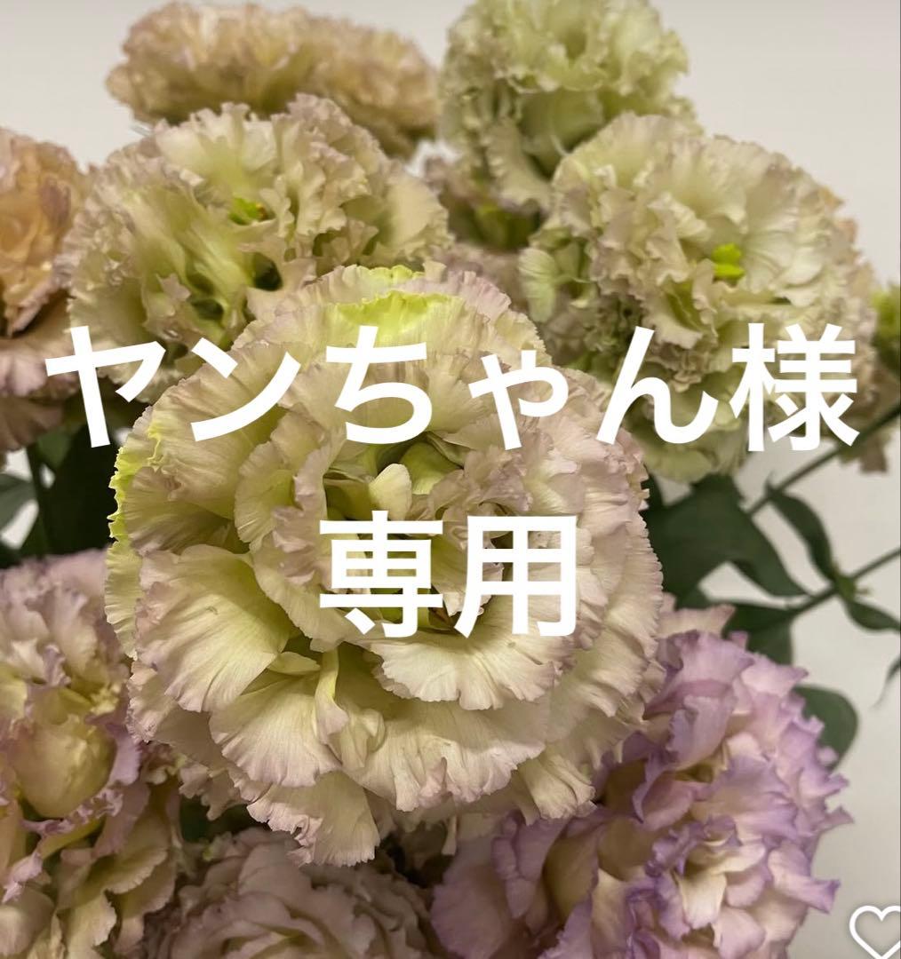 ヤンちゃんトルコキキョウ　トルコギキョウ苗