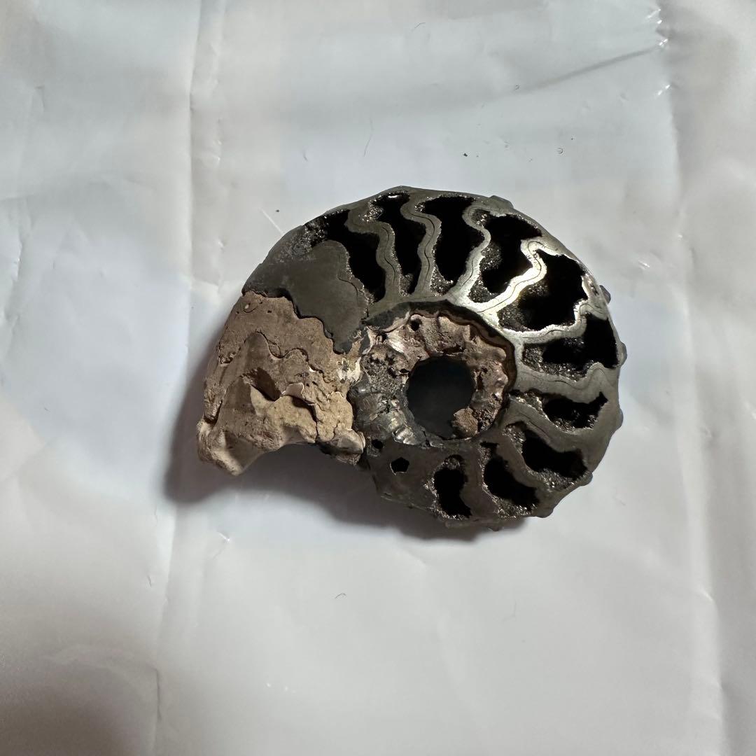 パイライト化 アンモナイト 化石 黄鉄鉱