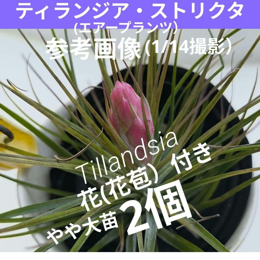 ✅️ティランジア・ストリクタ（エアブランツ　ティランジア属）花苞付き現品