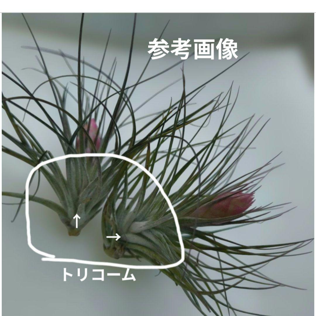 ✅️ティランジア・ストリクタ（エアブランツ　ティランジア属）花苞付き現品