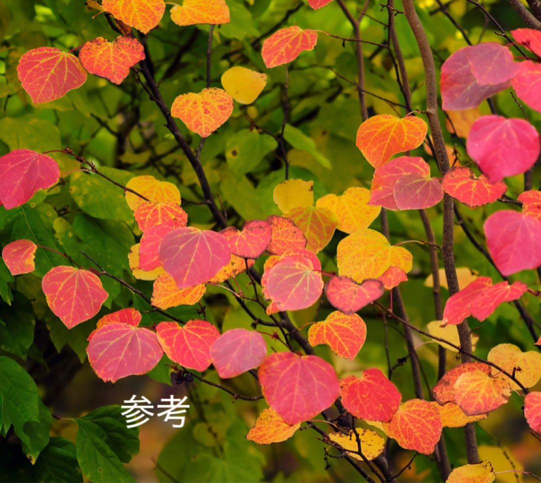 超絶品。マルバノキ本株立ち2.5M(鉢底から)