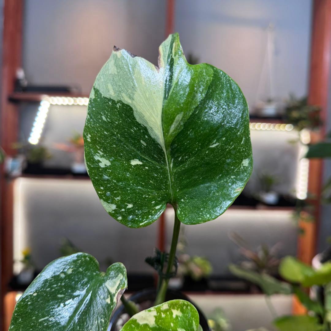 T*様 39 モンステラ　タイコンステレーション　トリカラー出現　突然変異　1株