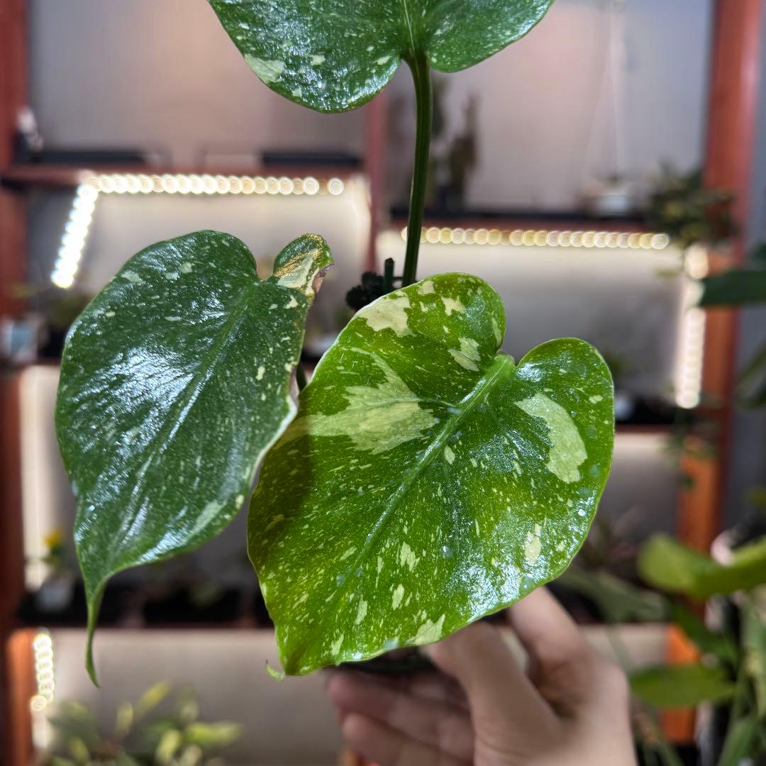 T*様 39 モンステラ　タイコンステレーション　トリカラー出現　突然変異　1株