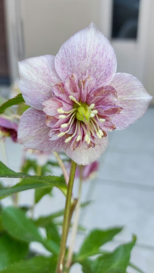 確認用  花苗
