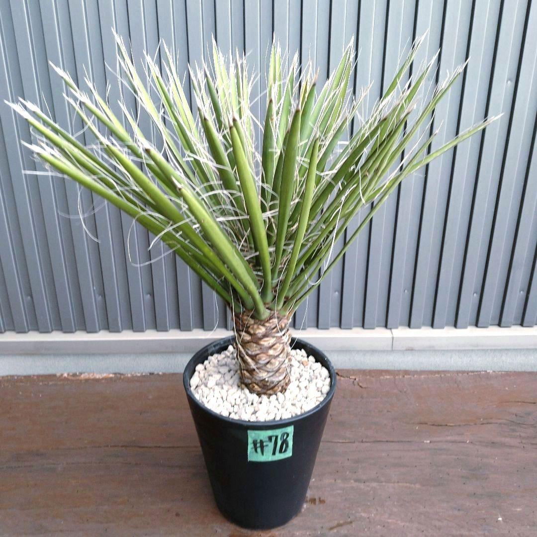 #78 ユッカフィリフェラ （Yucca Filifera） 発根済