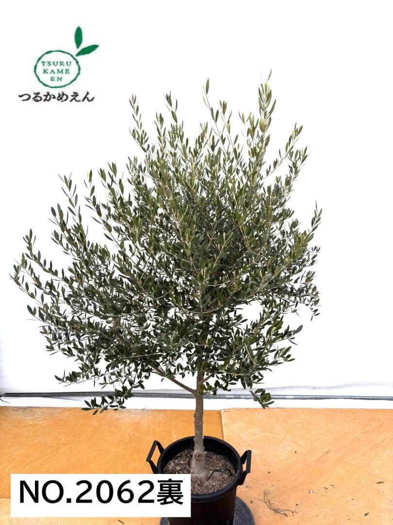 オリーブの木　ネバディロブランコ　約170cm　NO.2062　大型　人気　現品