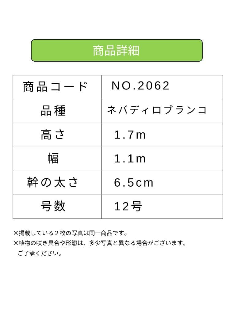 オリーブの木　ネバディロブランコ　約170cm　NO.2062　大型　人気　現品