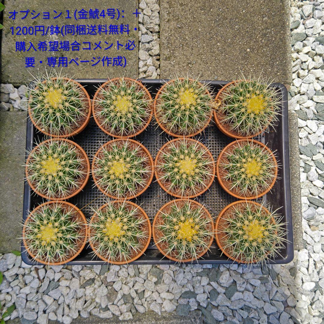 金鯱 サボテン キンシャチ 8号 ロックガーデン 逸品 観葉植物 エキノカクタス