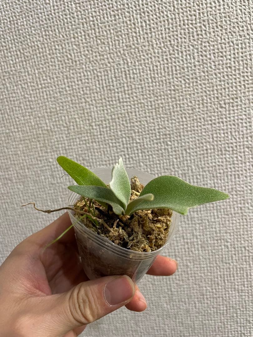 き*ん様 P.willinckii Yellow moon dwarf