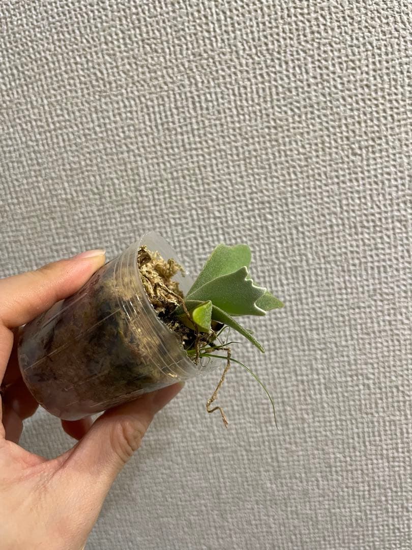 き*ん様 P.willinckii Yellow moon dwarf