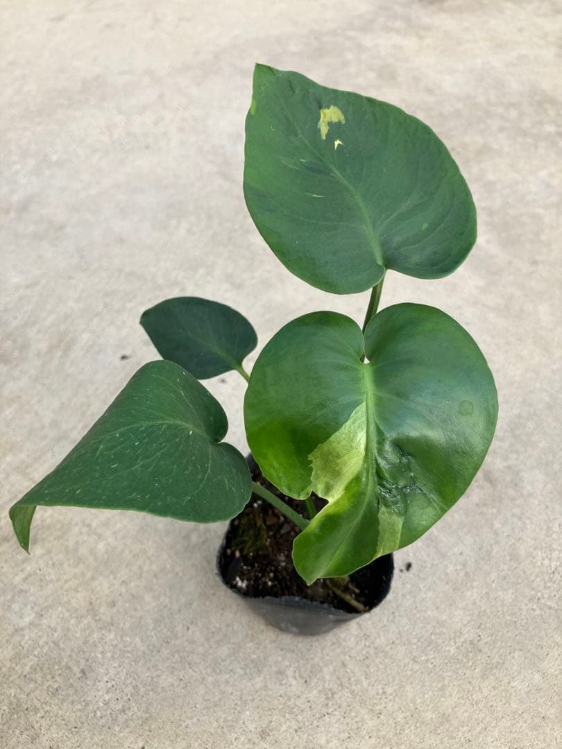 モンステラ斑入り　デリシオーサ実生苗　13鉢セット