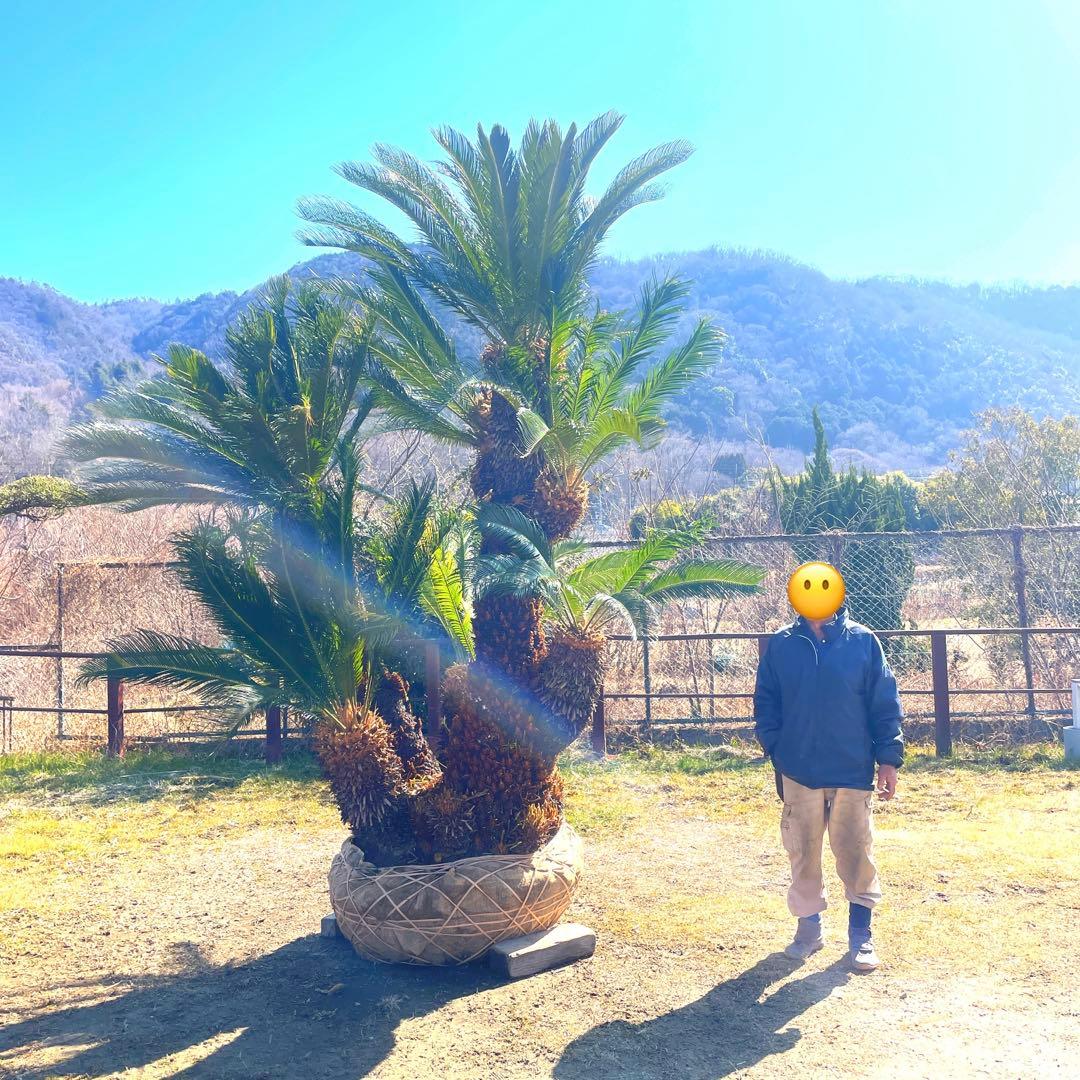 ソテツ『超特大サイズ』近畿地方限定配達&植込み無料❗️その他地方の方要相談。