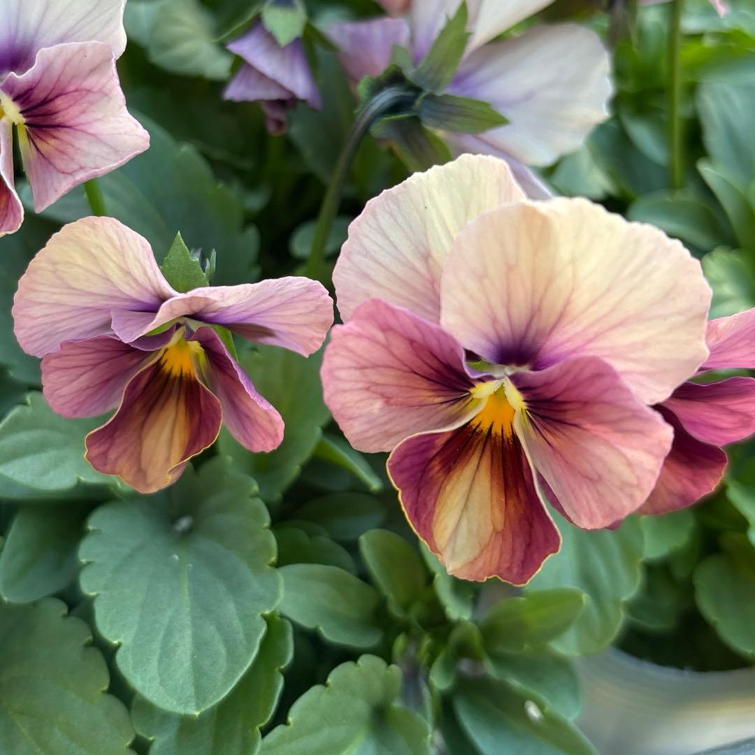 アルフレード様ご依頼品　3苗　現品　メルカリ便匿名発送