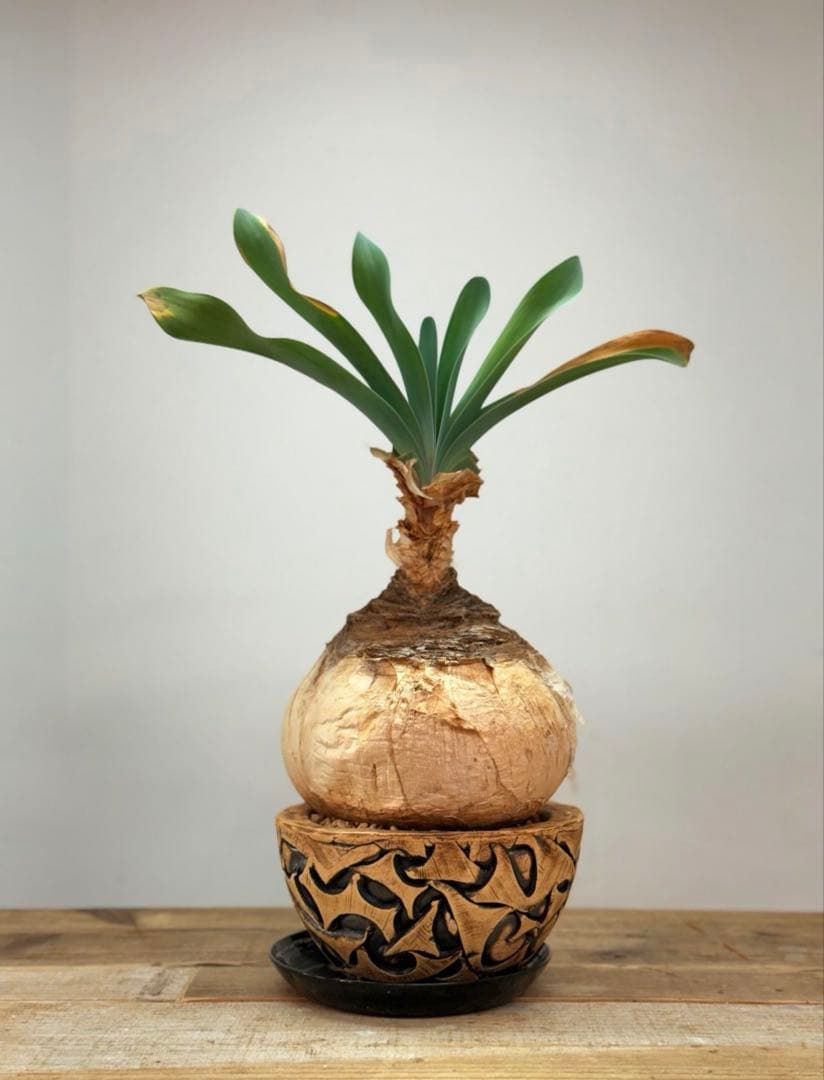 ブーファンハエマンソイデス【大株】【丸株】【発根済】