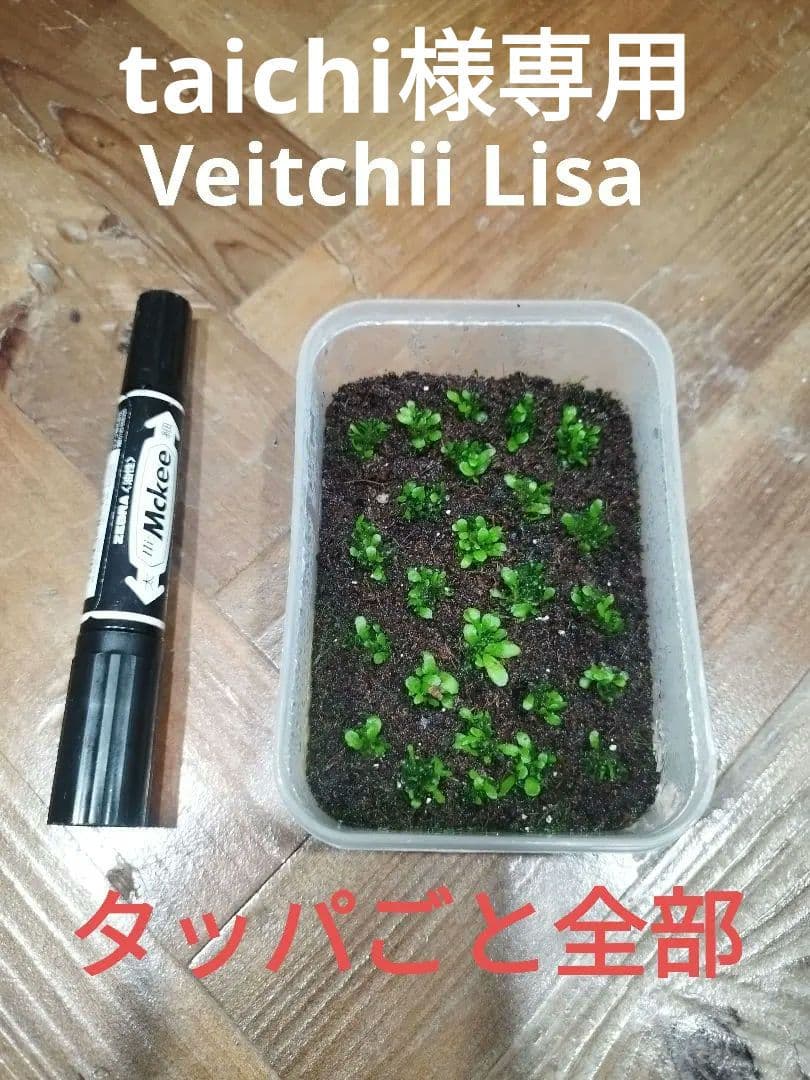 taichi　ベイチーリサ、ハクナマタタ、エルサ、OMG　4種セット