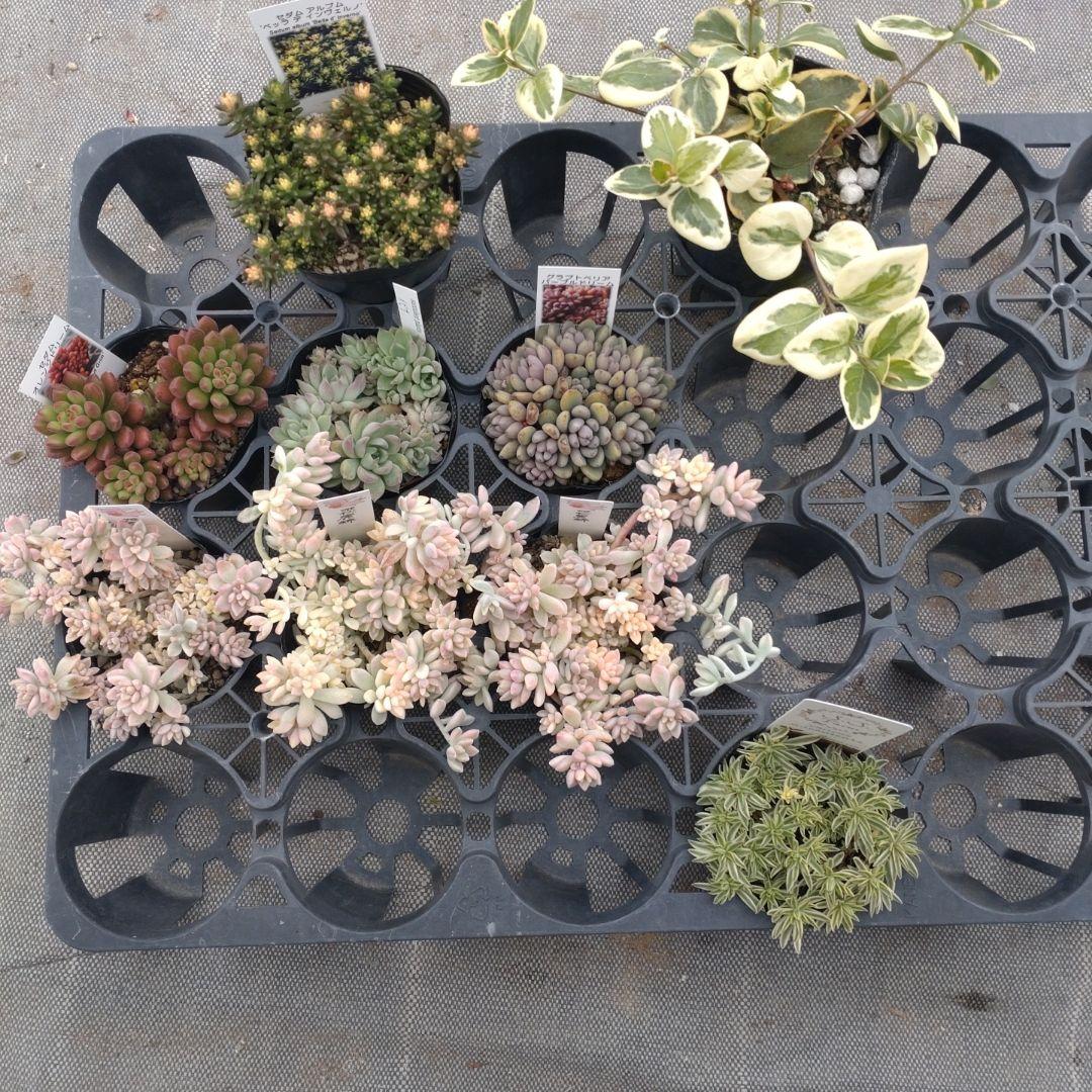 月曜追加あり アリマさん専用