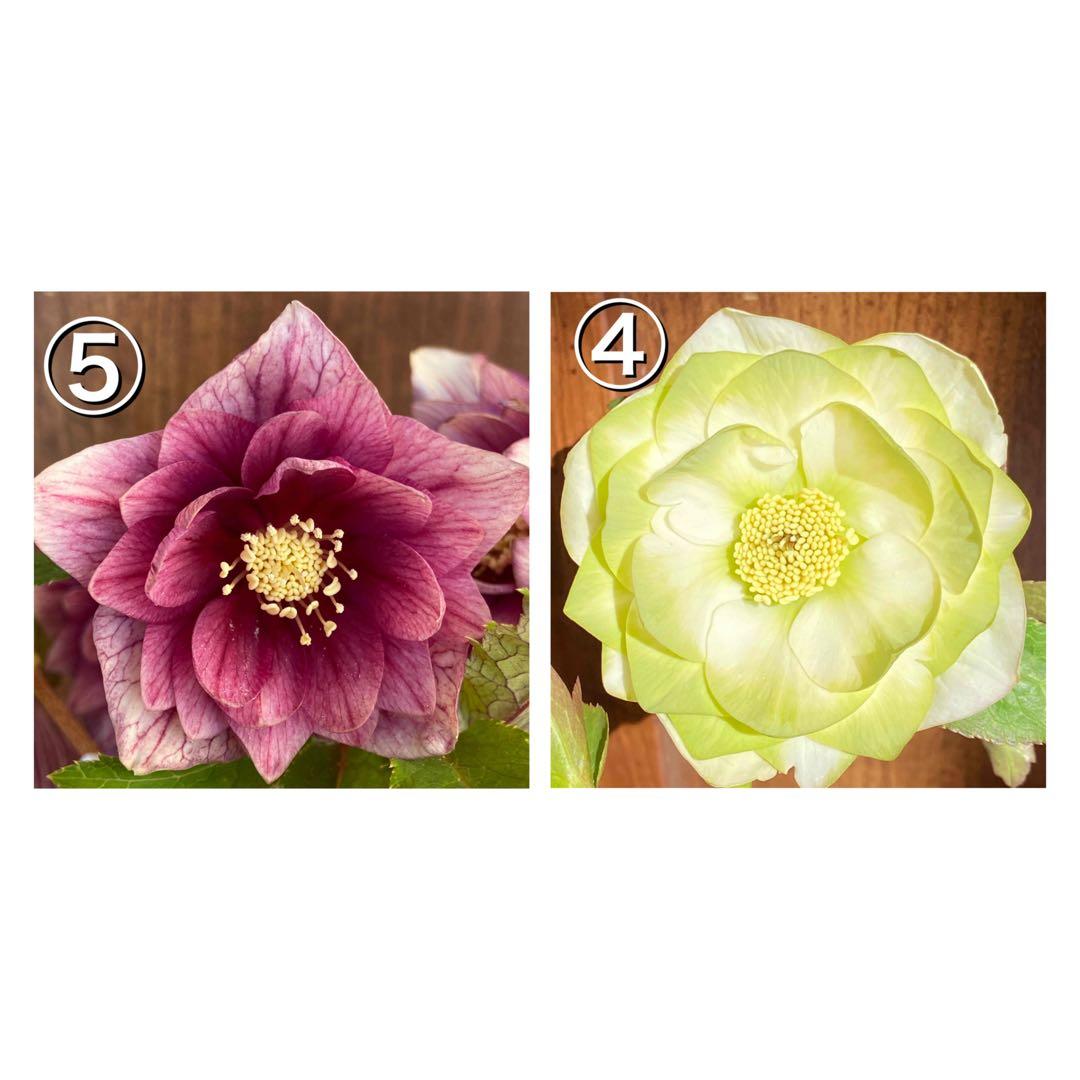 グラデーションベインオーレア×ピエラ★クリスマスローズ交配苗★開花年数経過株