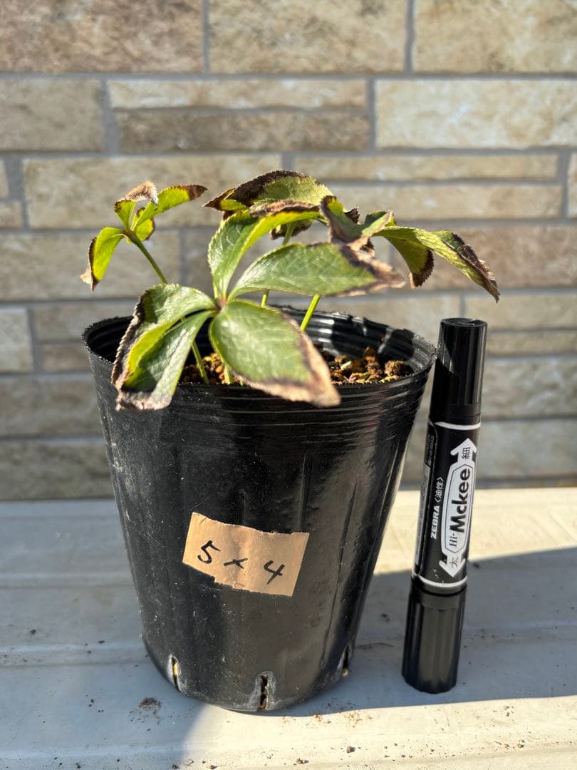 グラデーションベインオーレア×ピエラ★クリスマスローズ交配苗★開花年数経過株