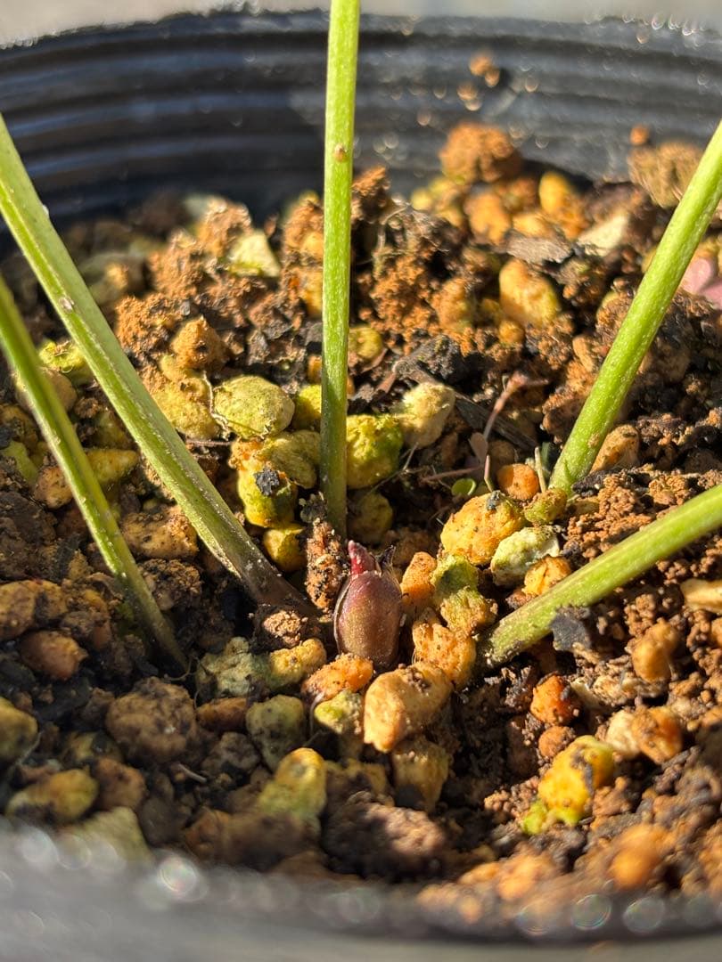 グラデーションベインオーレア×ピエラ★クリスマスローズ交配苗★開花年数経過株